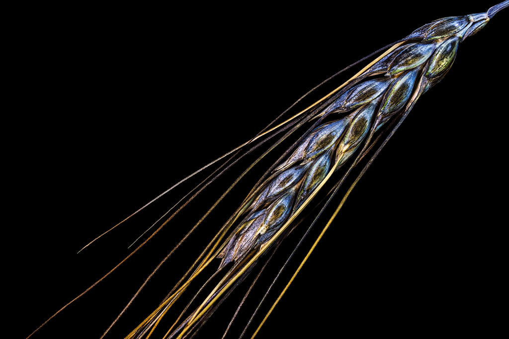 Ancient Wings - Fine Art Print