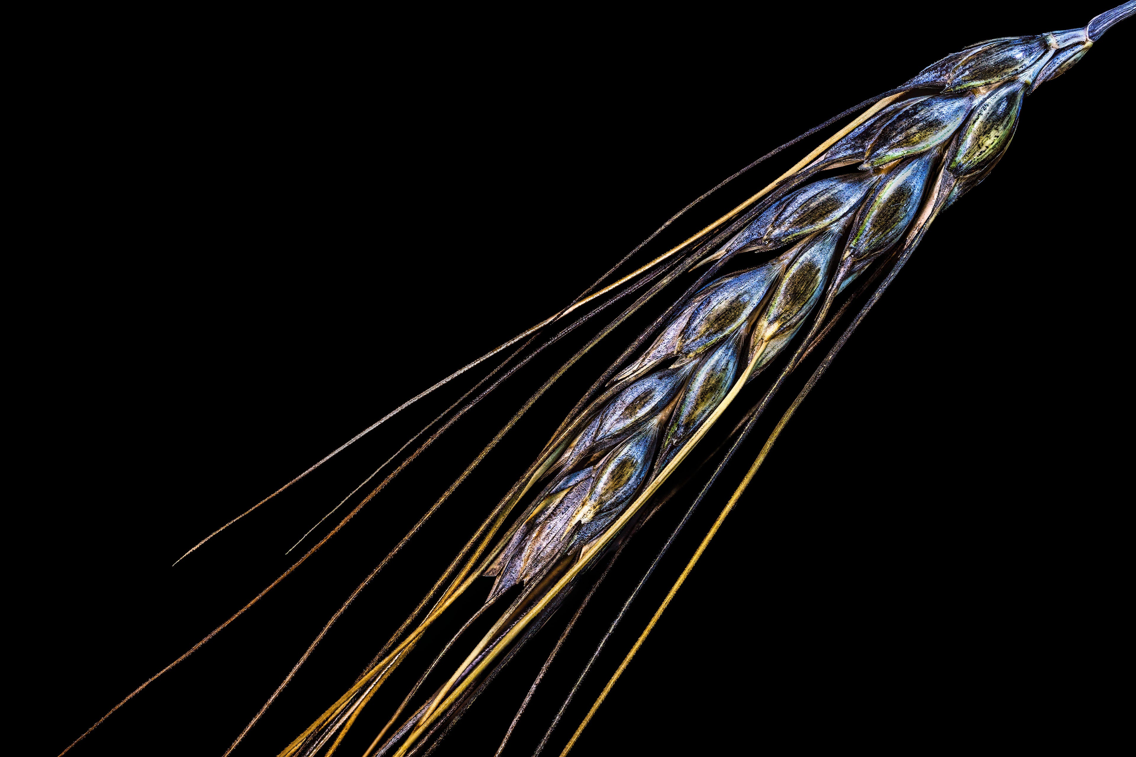 Ancient Wings - Fine Art Print