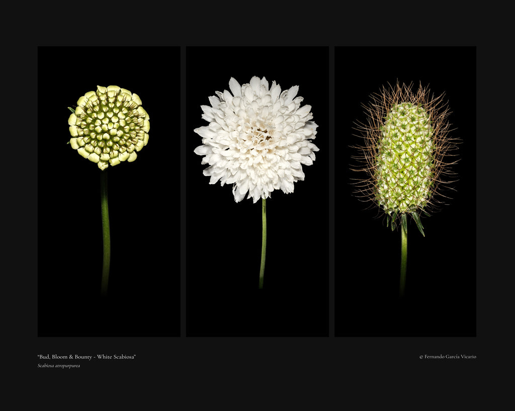 White Scabiosa Triptych - Fine Art Print