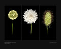 White Scabiosa Triptych - Fine Art Print