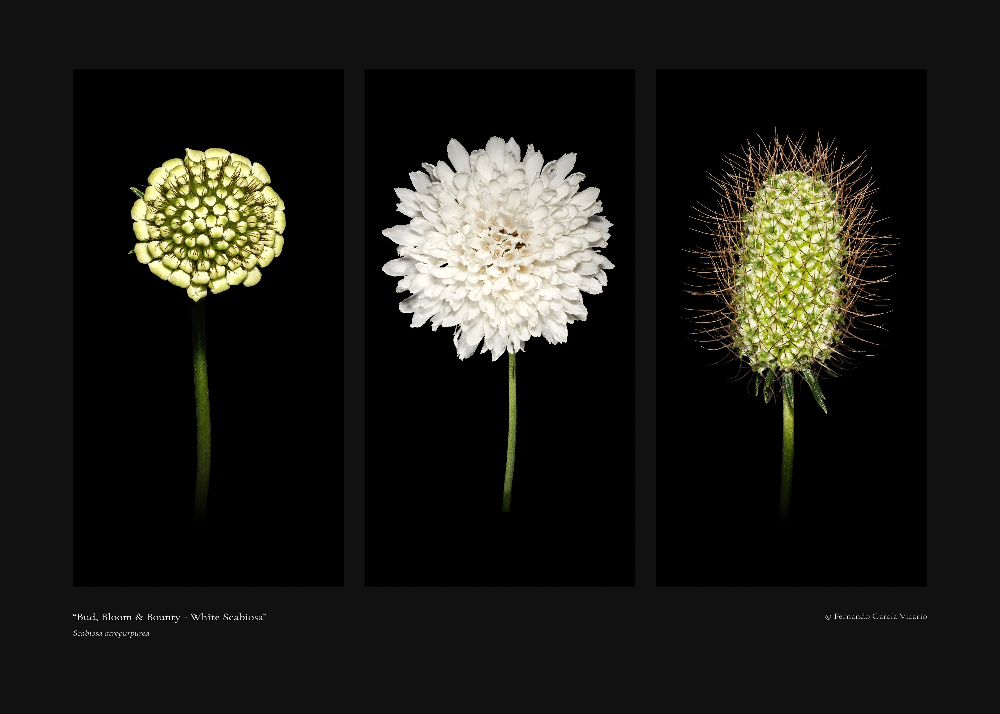 White Scabiosa Triptych - Fine Art Print