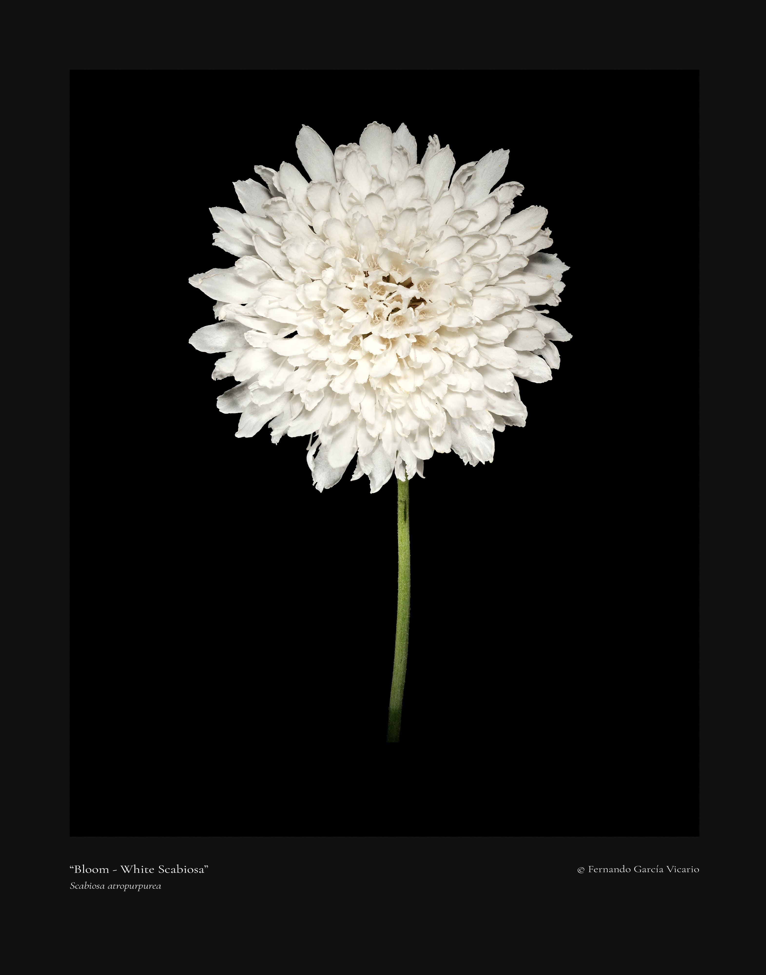 White Scabiosa Bloom - Fine Art Print