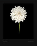 White Scabiosa Bloom - Fine Art Print