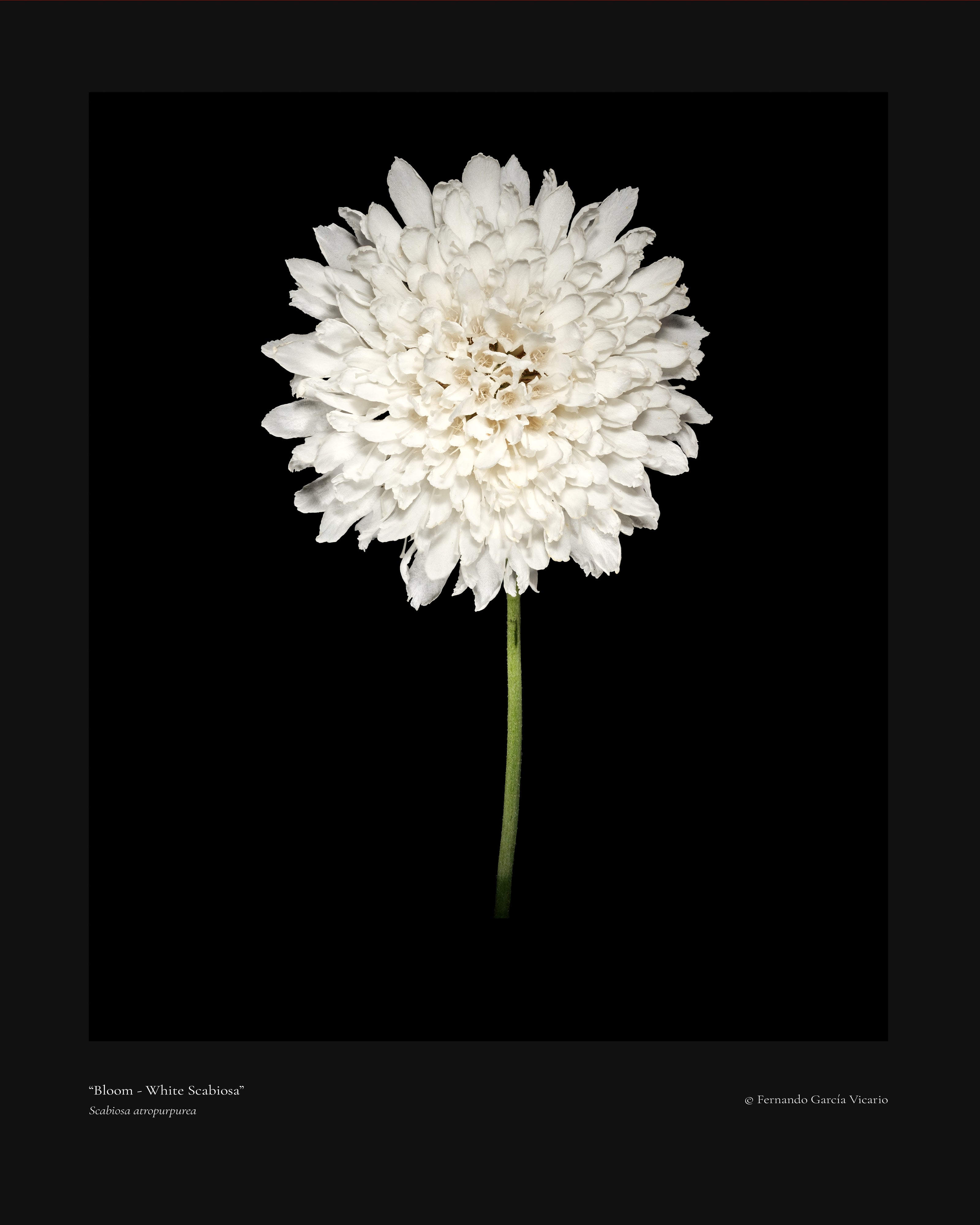 White Scabiosa Bloom - Fine Art Print