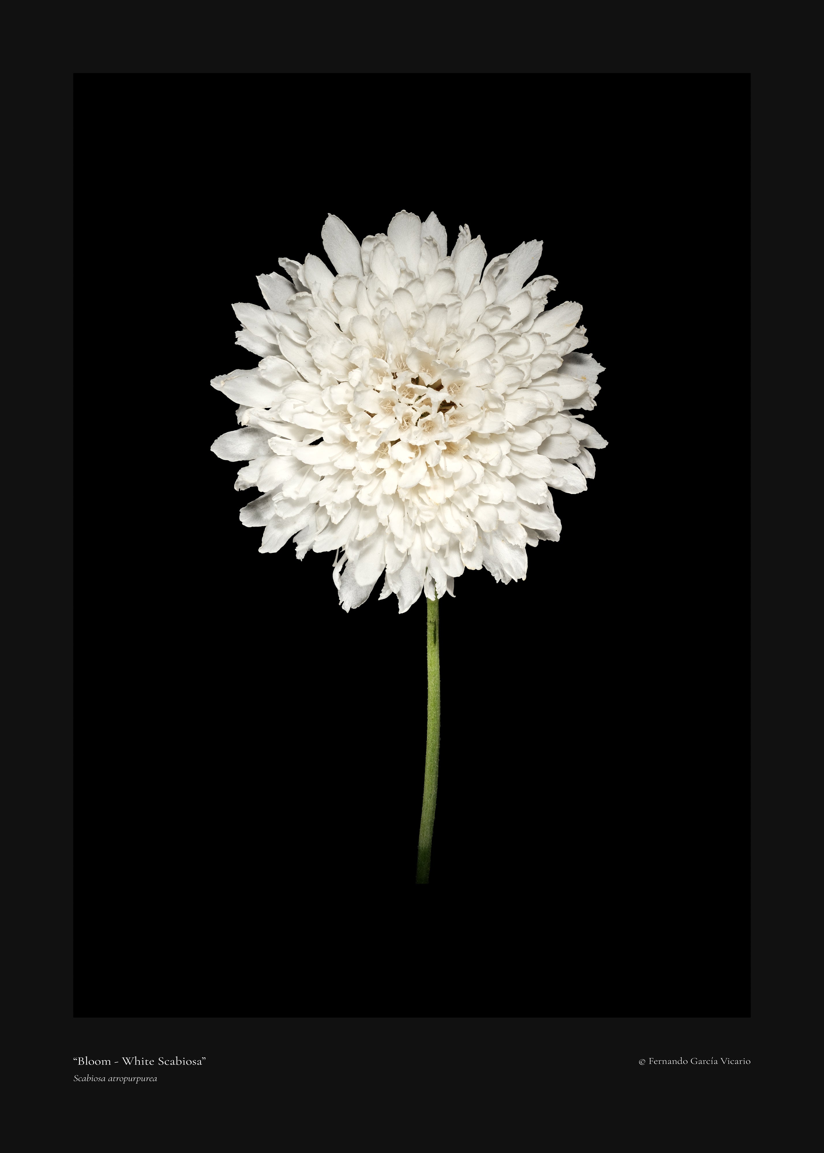 White Scabiosa Bloom - Fine Art Print