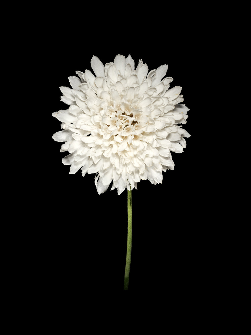 White Scabiosa Bloom - Fine Art Print