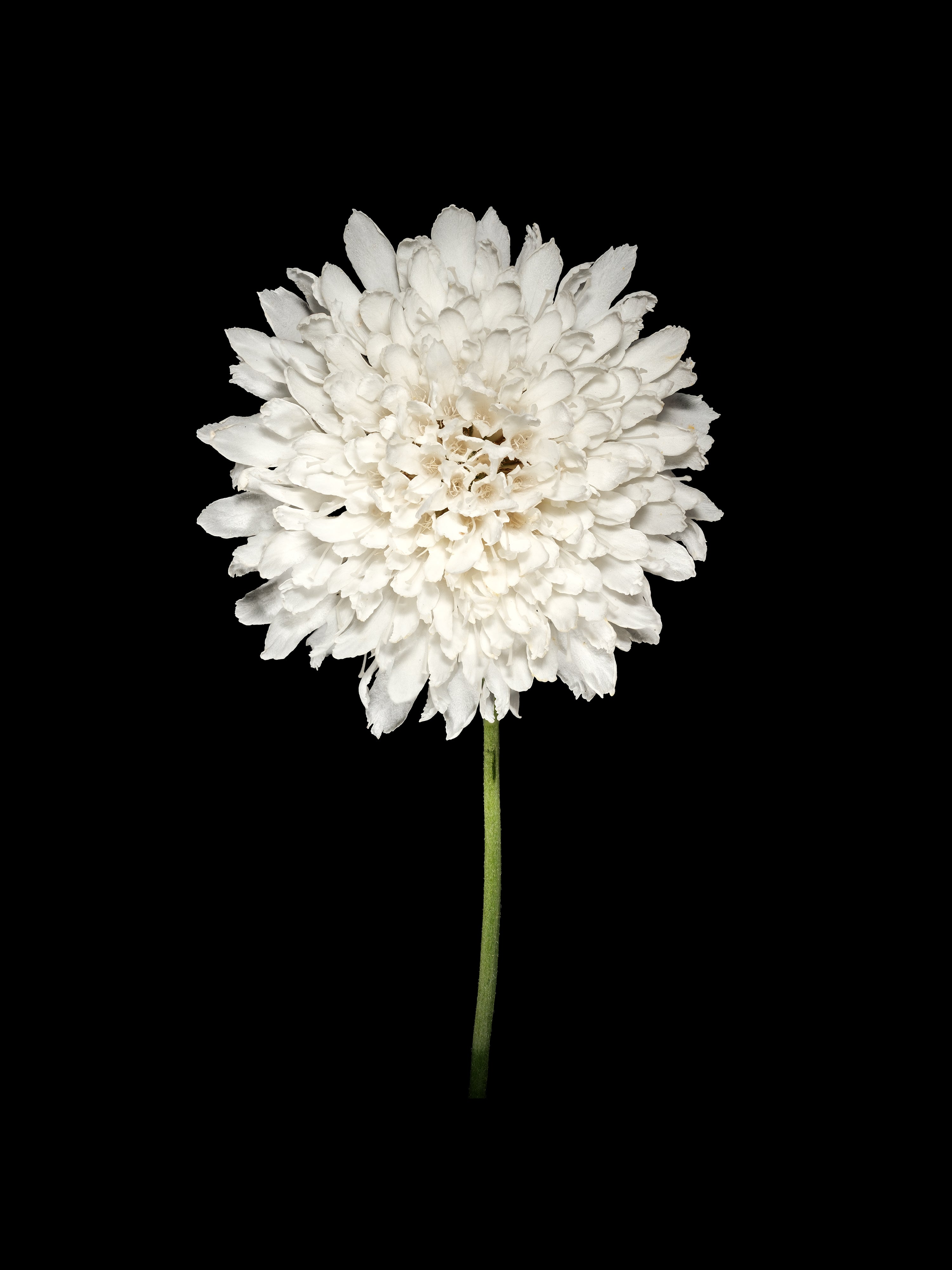 White Scabiosa Bloom - Fine Art Print
