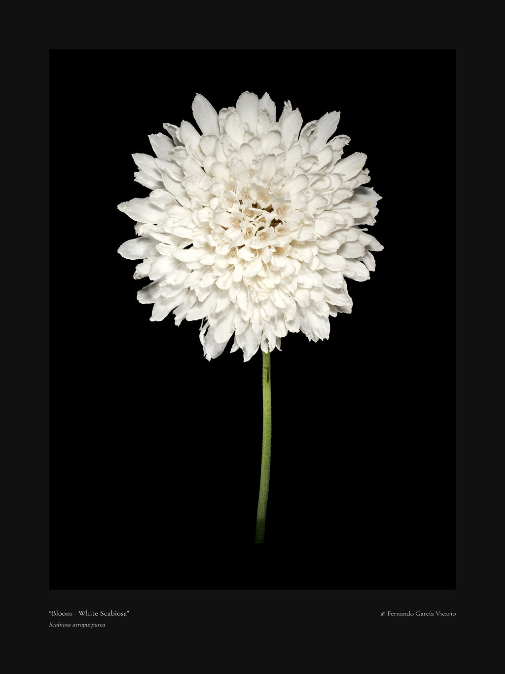White Scabiosa Bloom - Fine Art Print