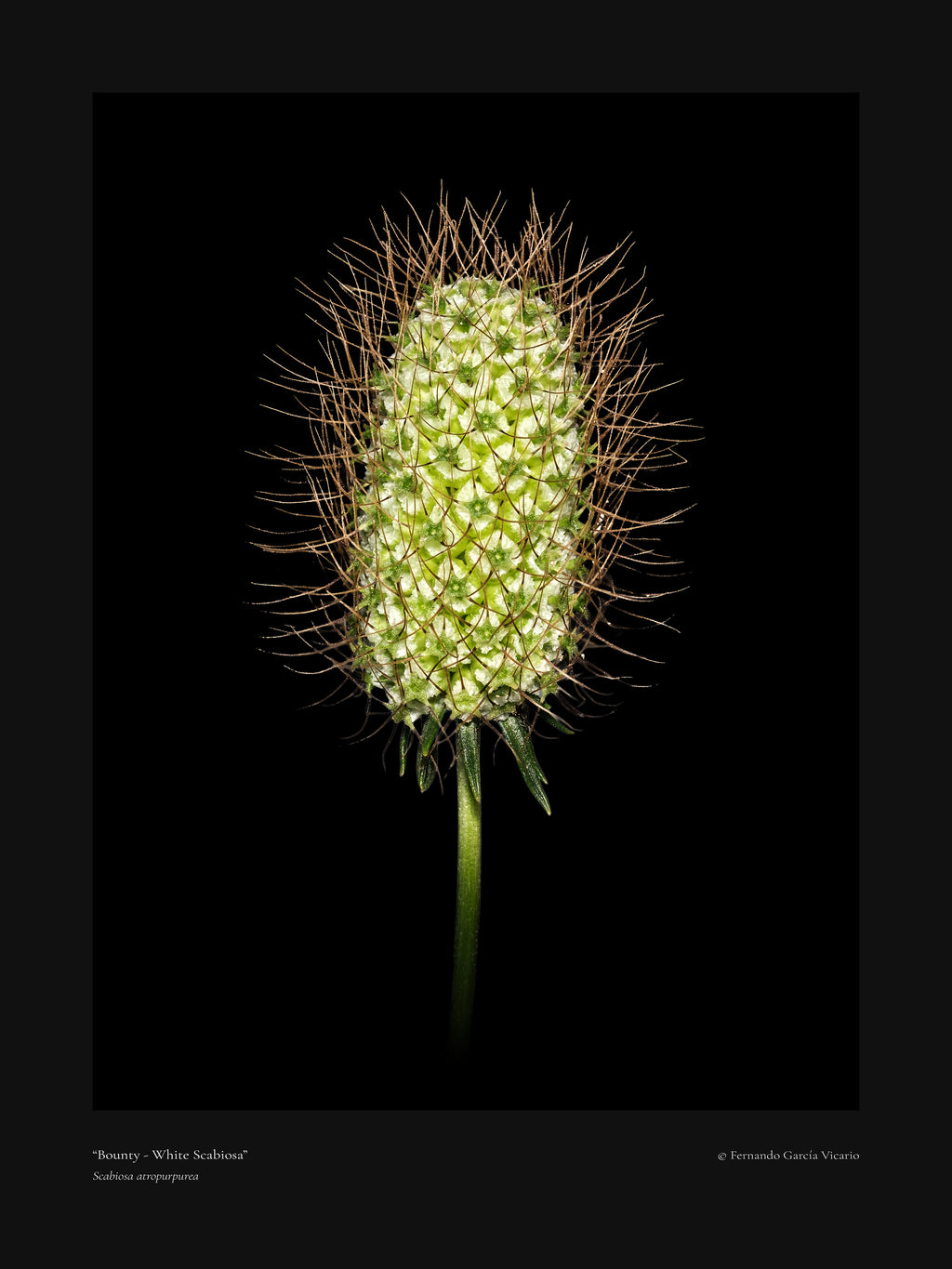 White Scabiosa Bounty - Fine Art Print