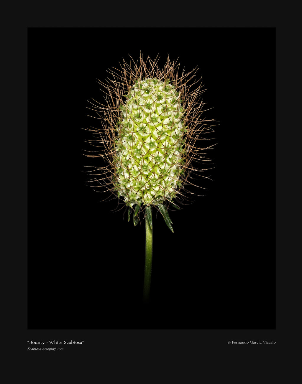 White Scabiosa Bounty - Fine Art Print
