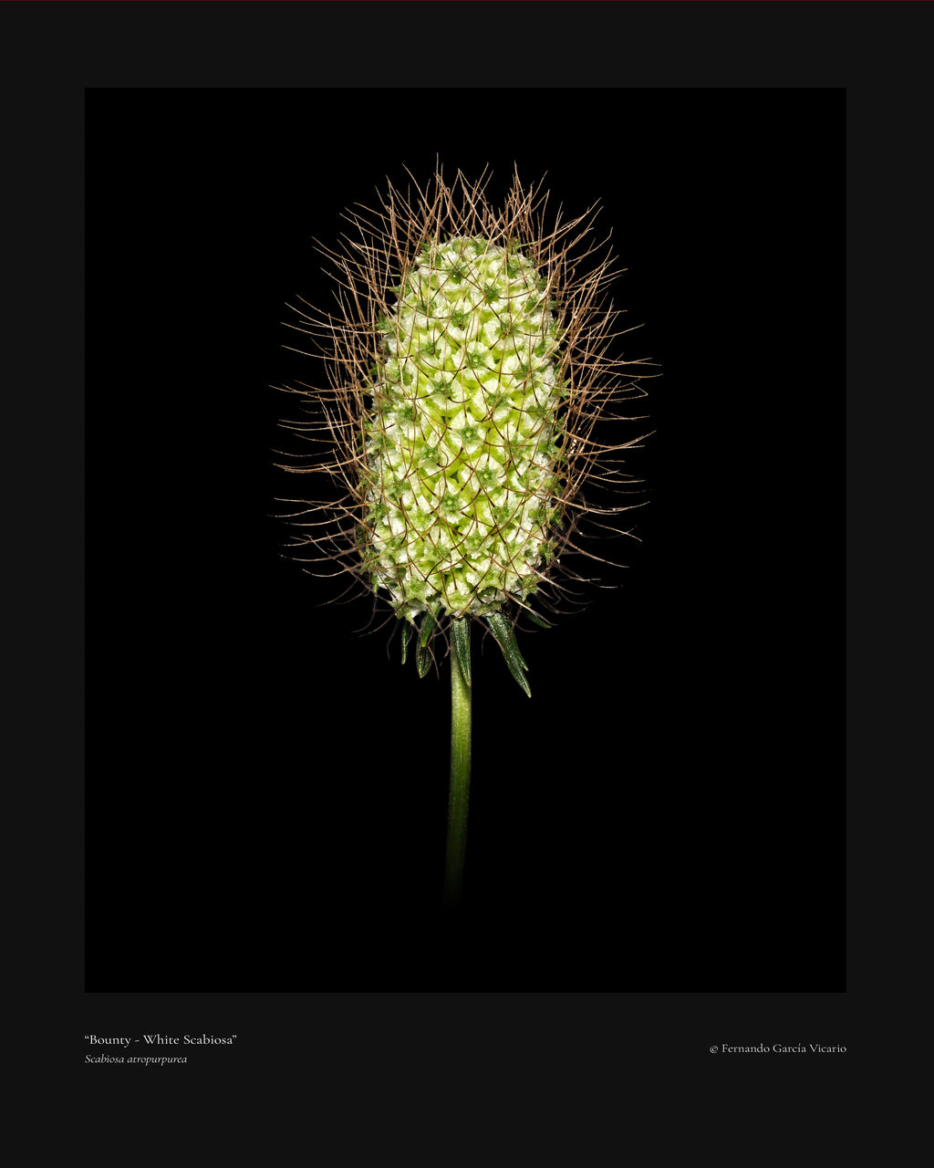 White Scabiosa Bounty - Fine Art Print