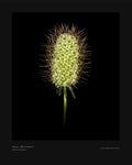 White Scabiosa Bounty - Fine Art Print