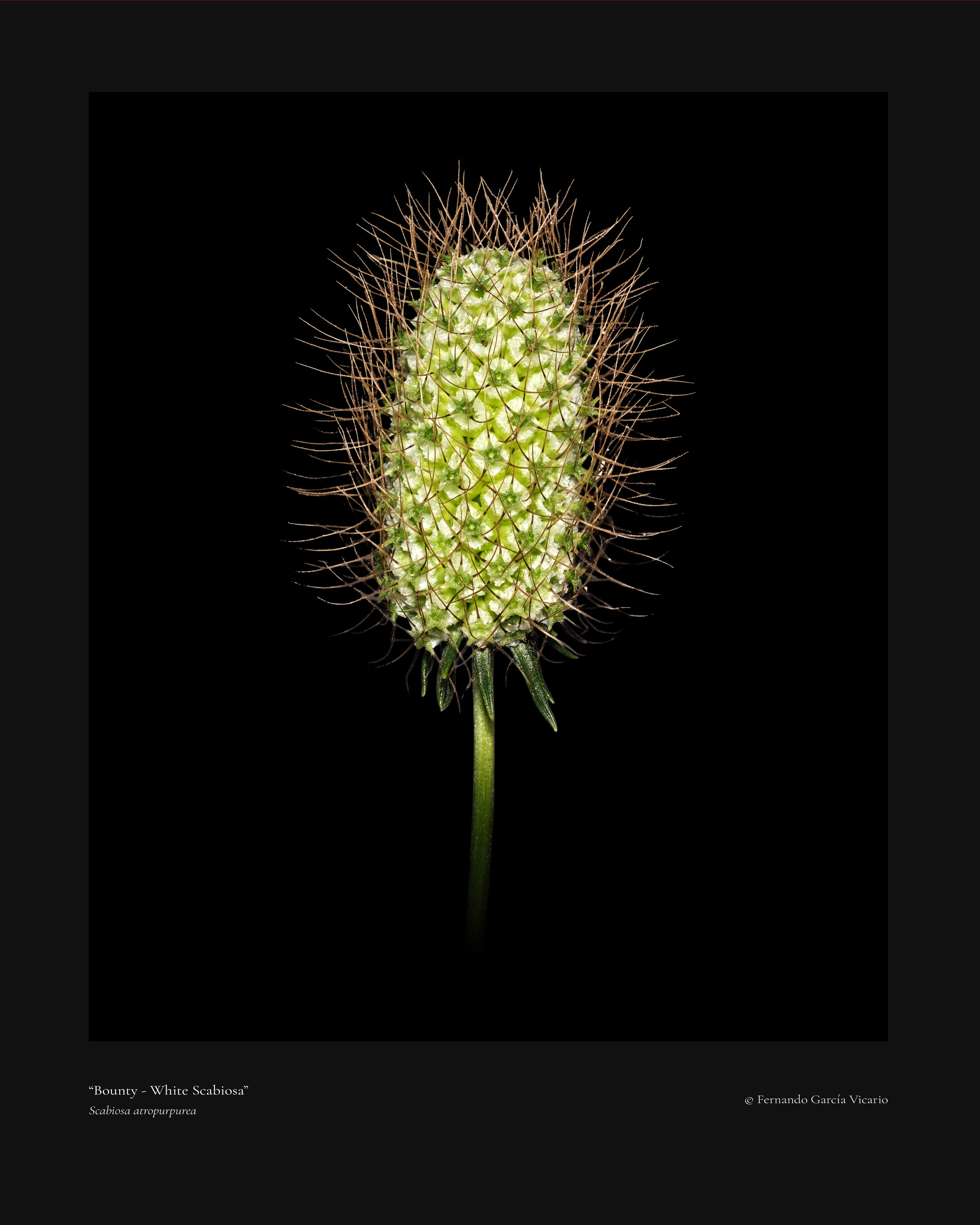 White Scabiosa Bounty - Fine Art Print