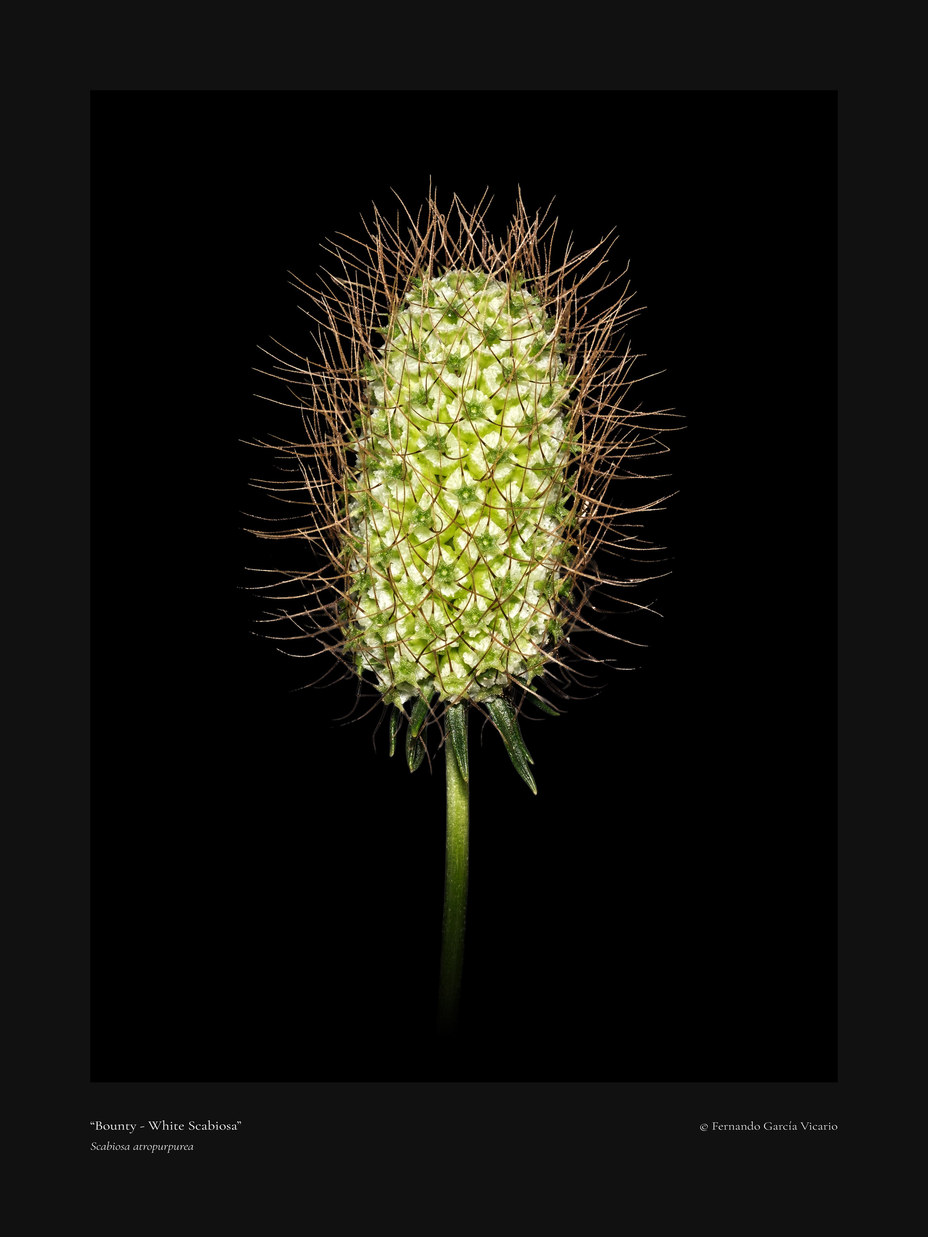 White Scabiosa Bounty - Fine Art Print