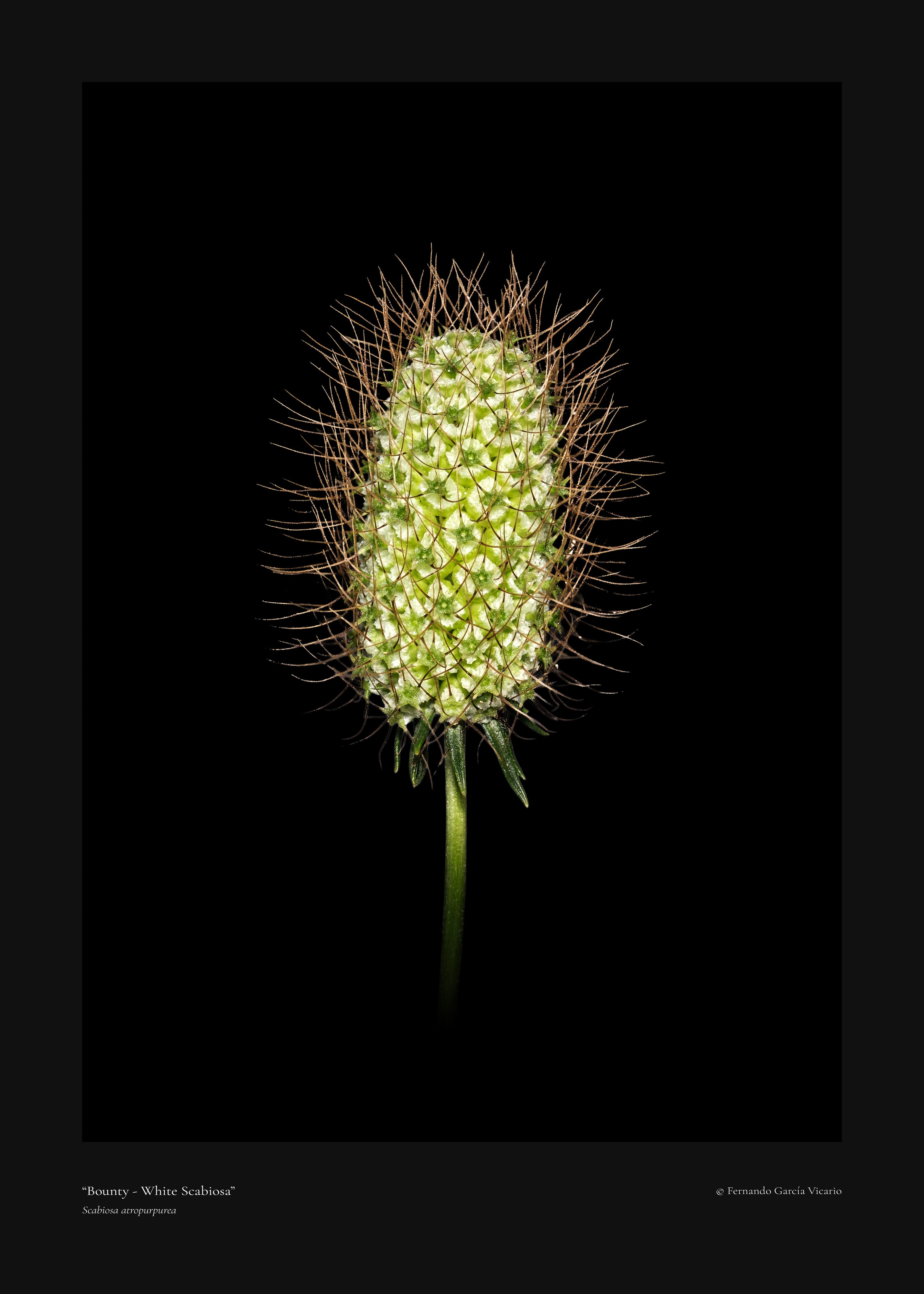White Scabiosa Bounty - Fine Art Print