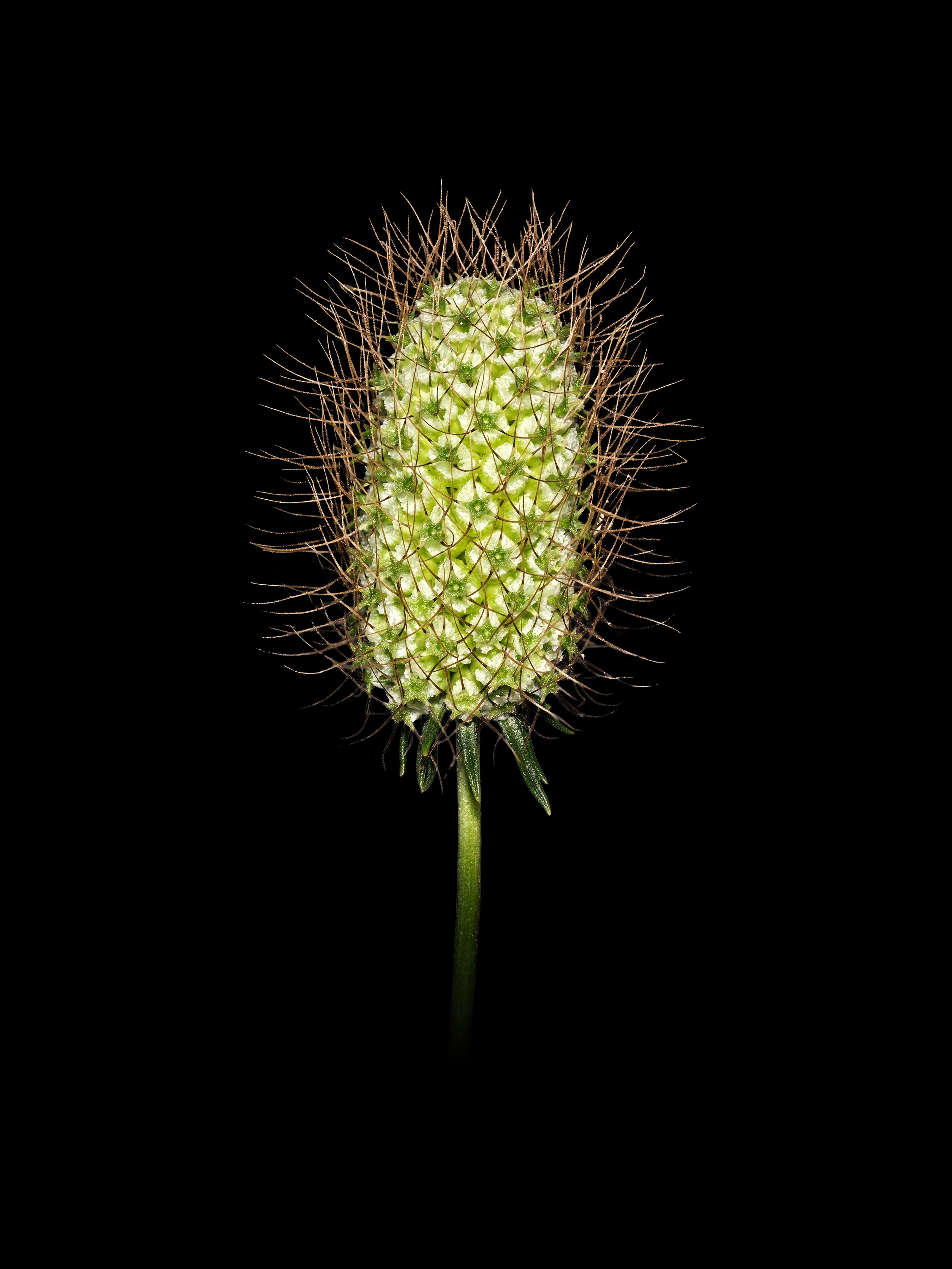 White Scabiosa Bounty - Fine Art Print