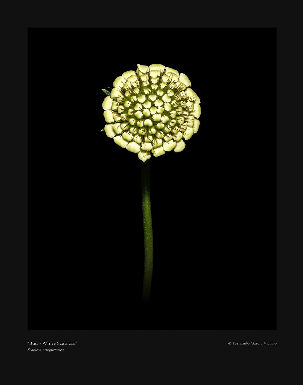 White Scabiosa Bud - Fine Art Print