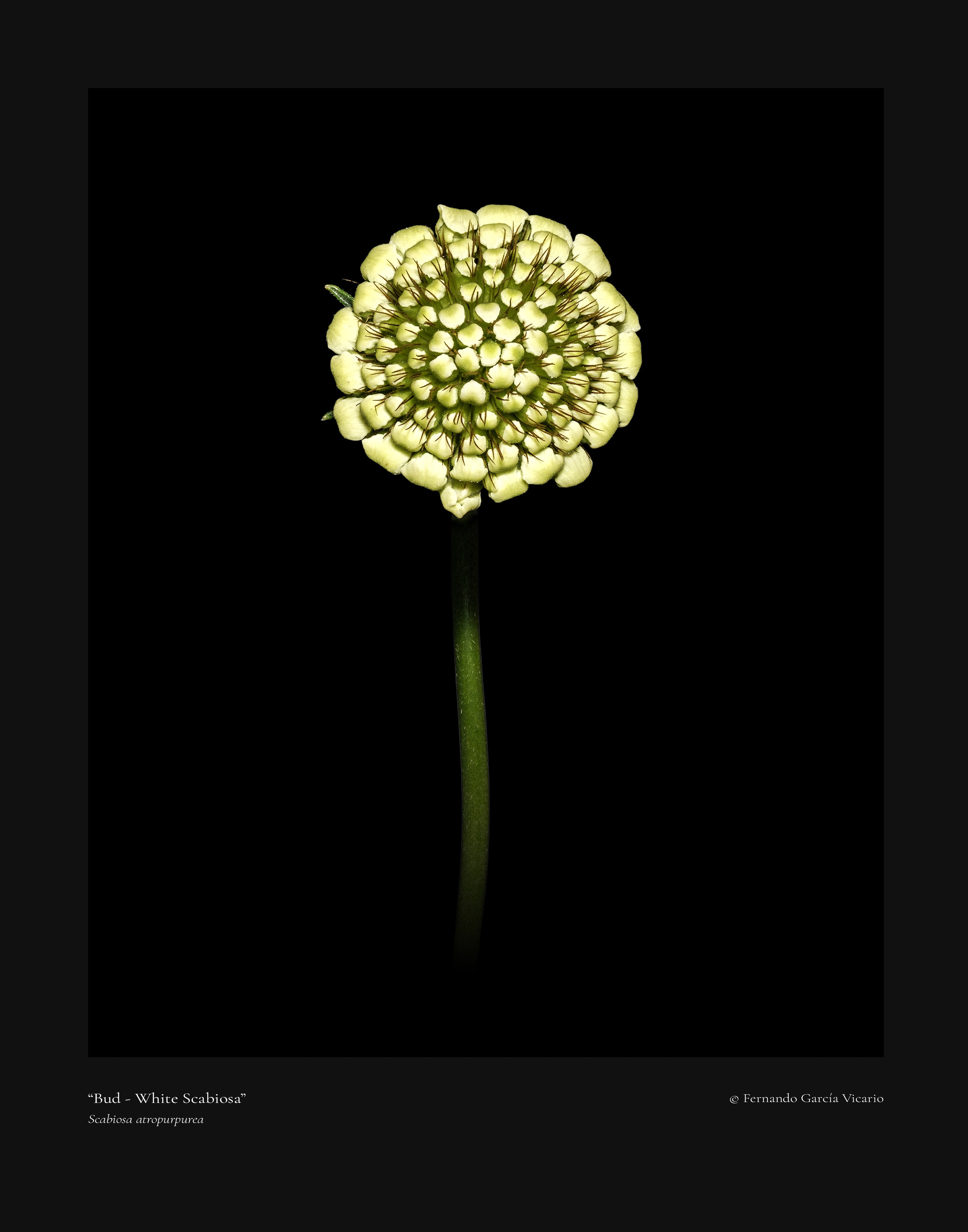 White Scabiosa Bud - Fine Art Print