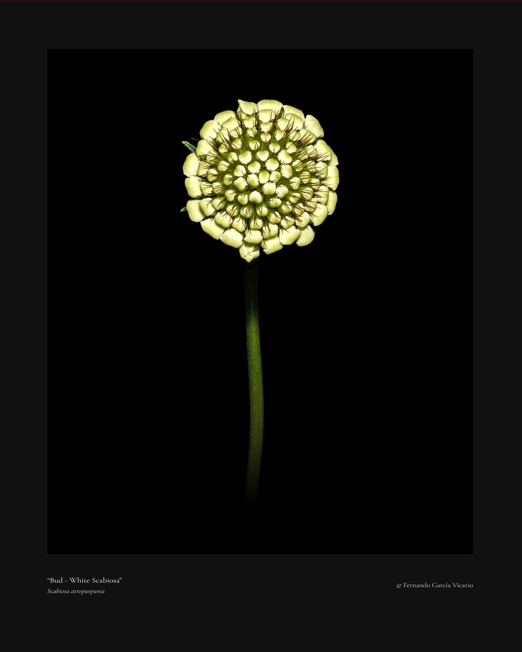 White Scabiosa Bud - Fine Art Print