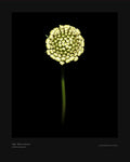 White Scabiosa Bud - Fine Art Print