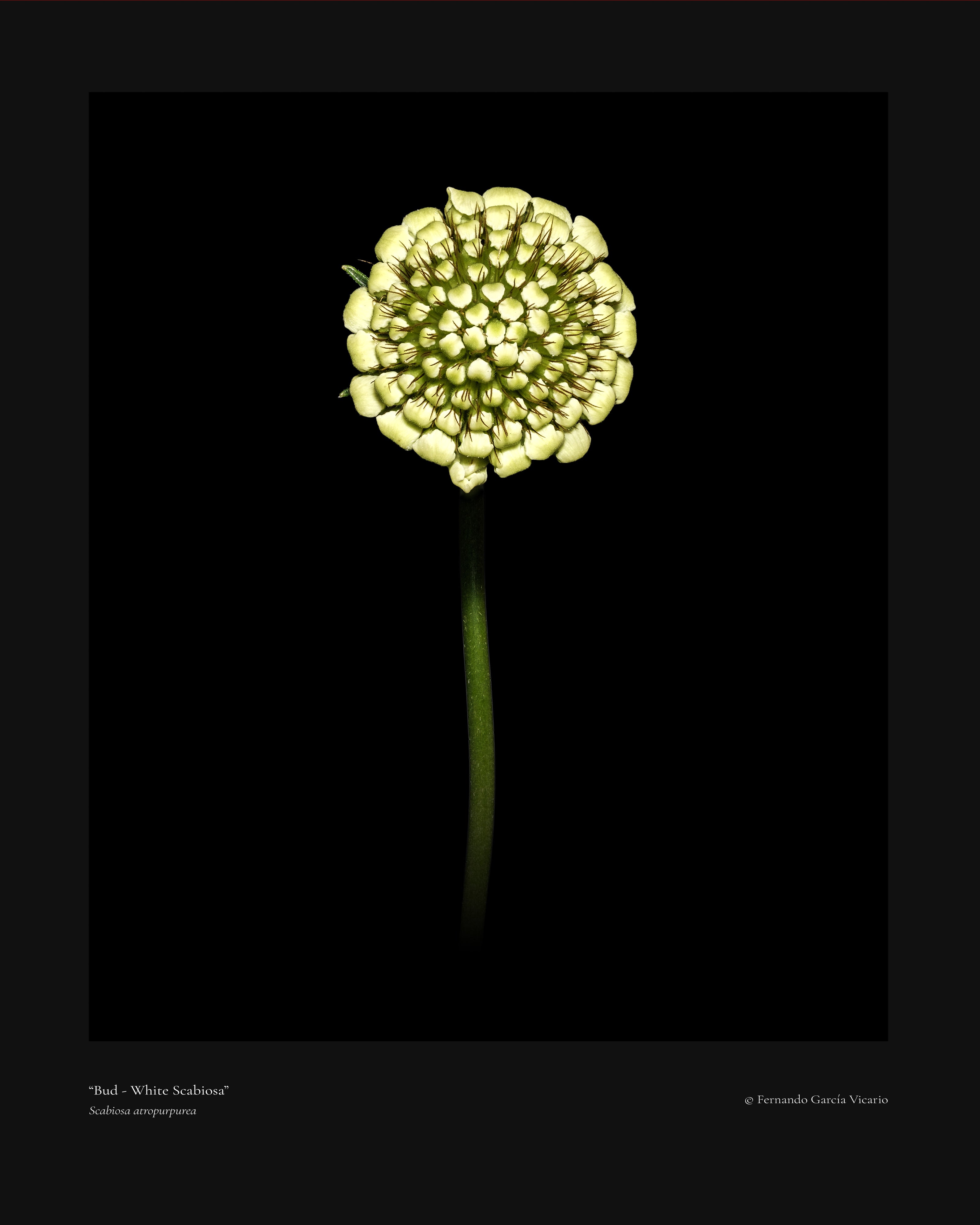 White Scabiosa Bud - Fine Art Print