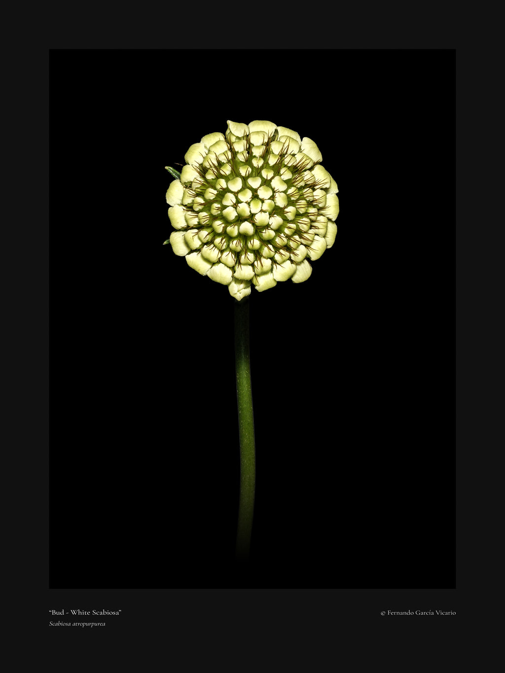 White Scabiosa Bud - Fine Art Print