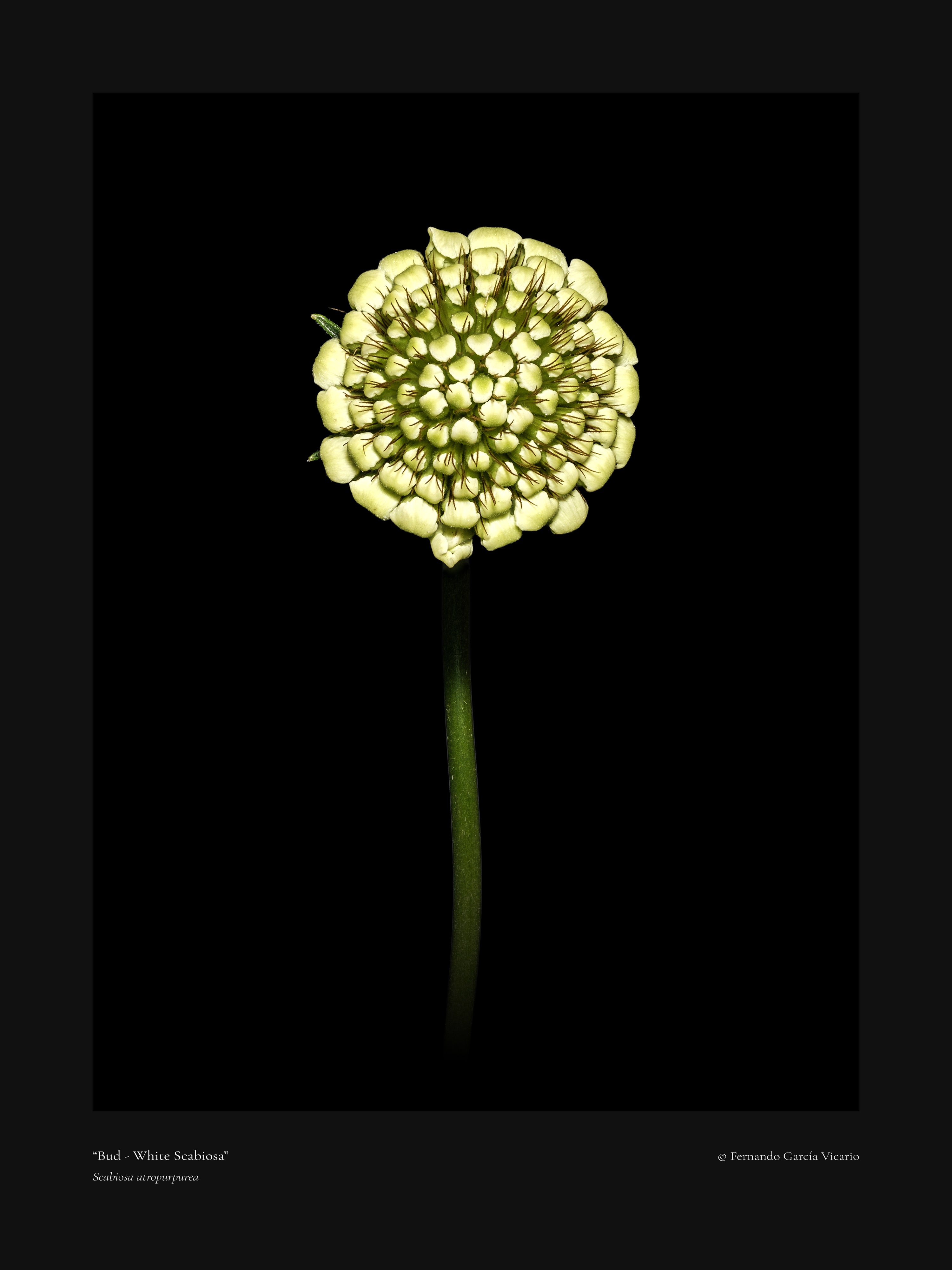 White Scabiosa Bud - Fine Art Print