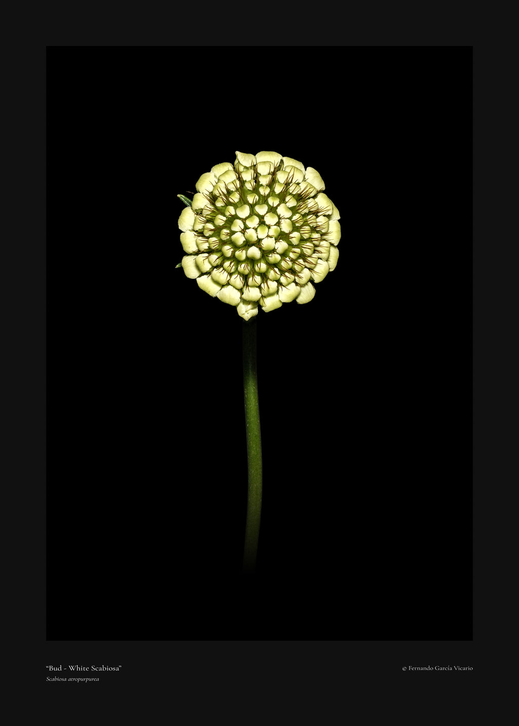 White Scabiosa Bud - Fine Art Print