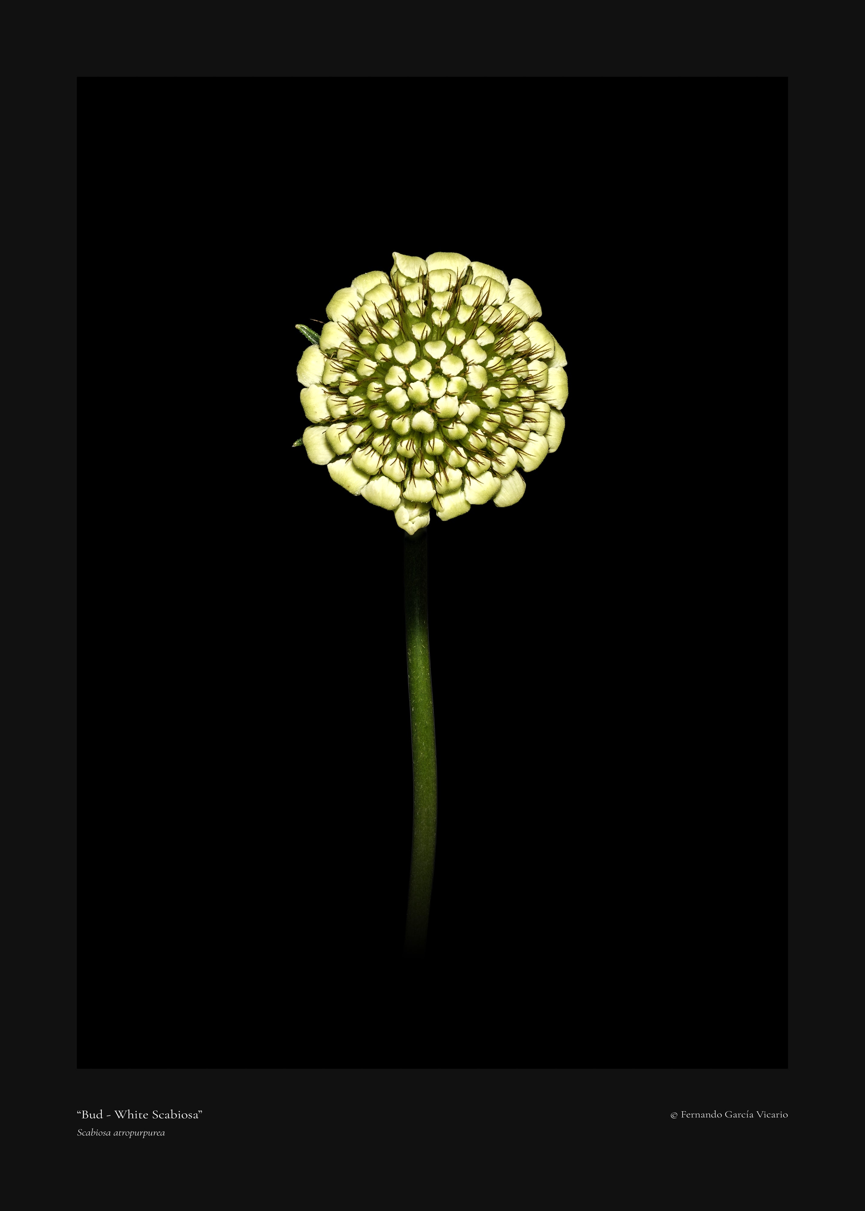 White Scabiosa Bud - Fine Art Print