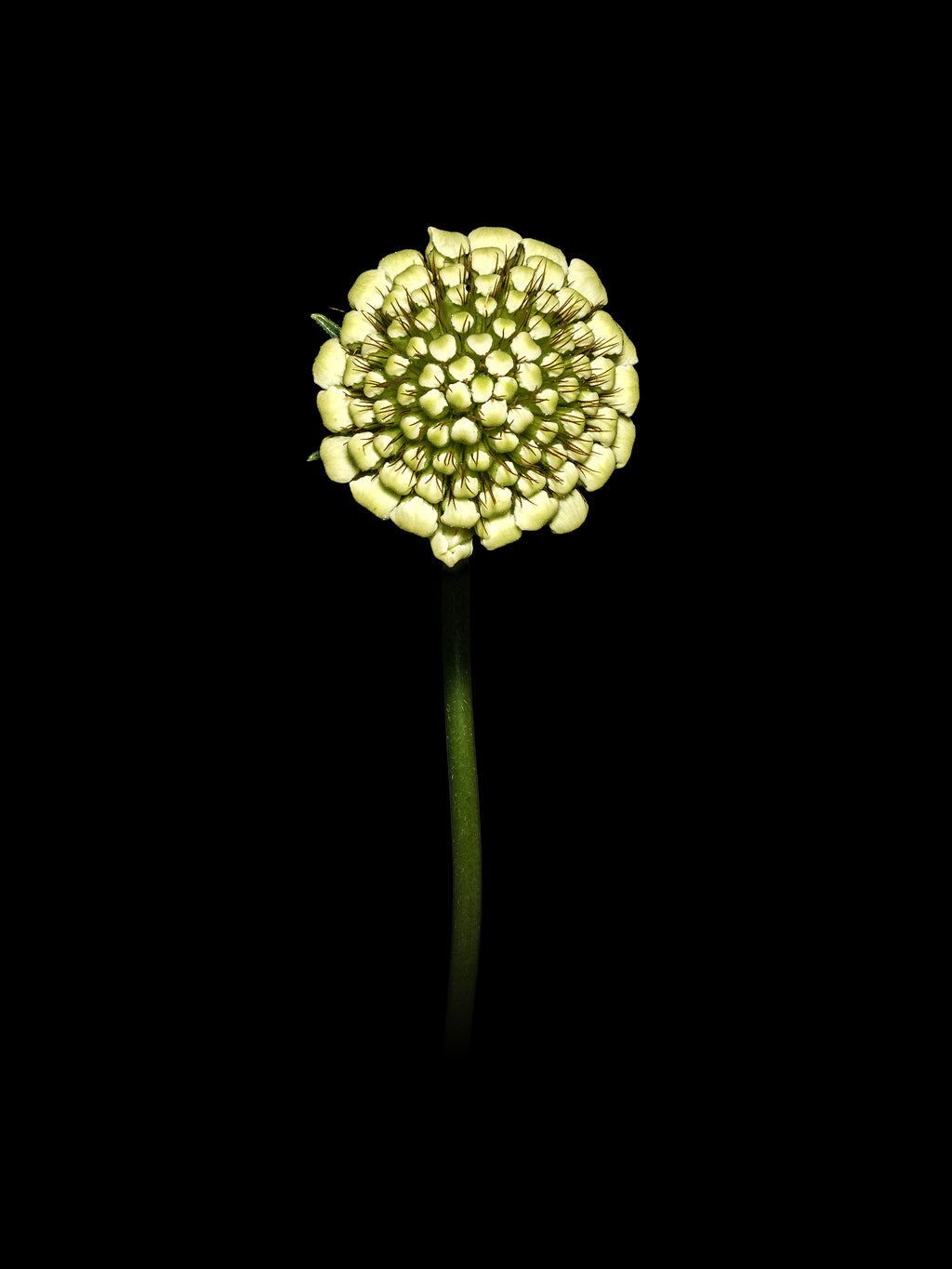 White Scabiosa Bud - Fine Art Print