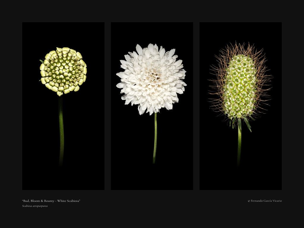 White Scabiosa Triptych - Fine Art Print