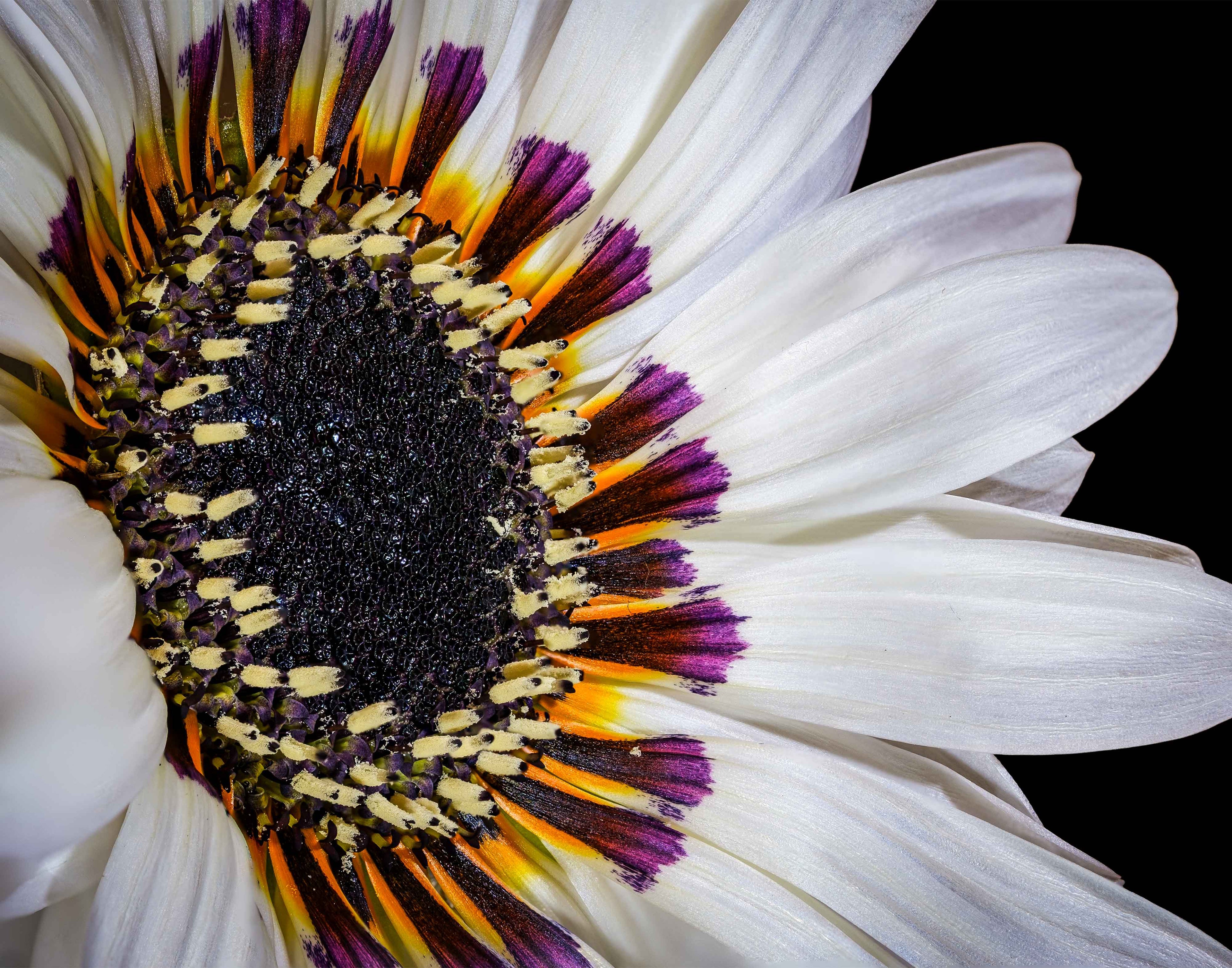 Zulu Prince Daisy - Fine Art Print