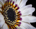 Zulu Prince Daisy - Fine Art Print