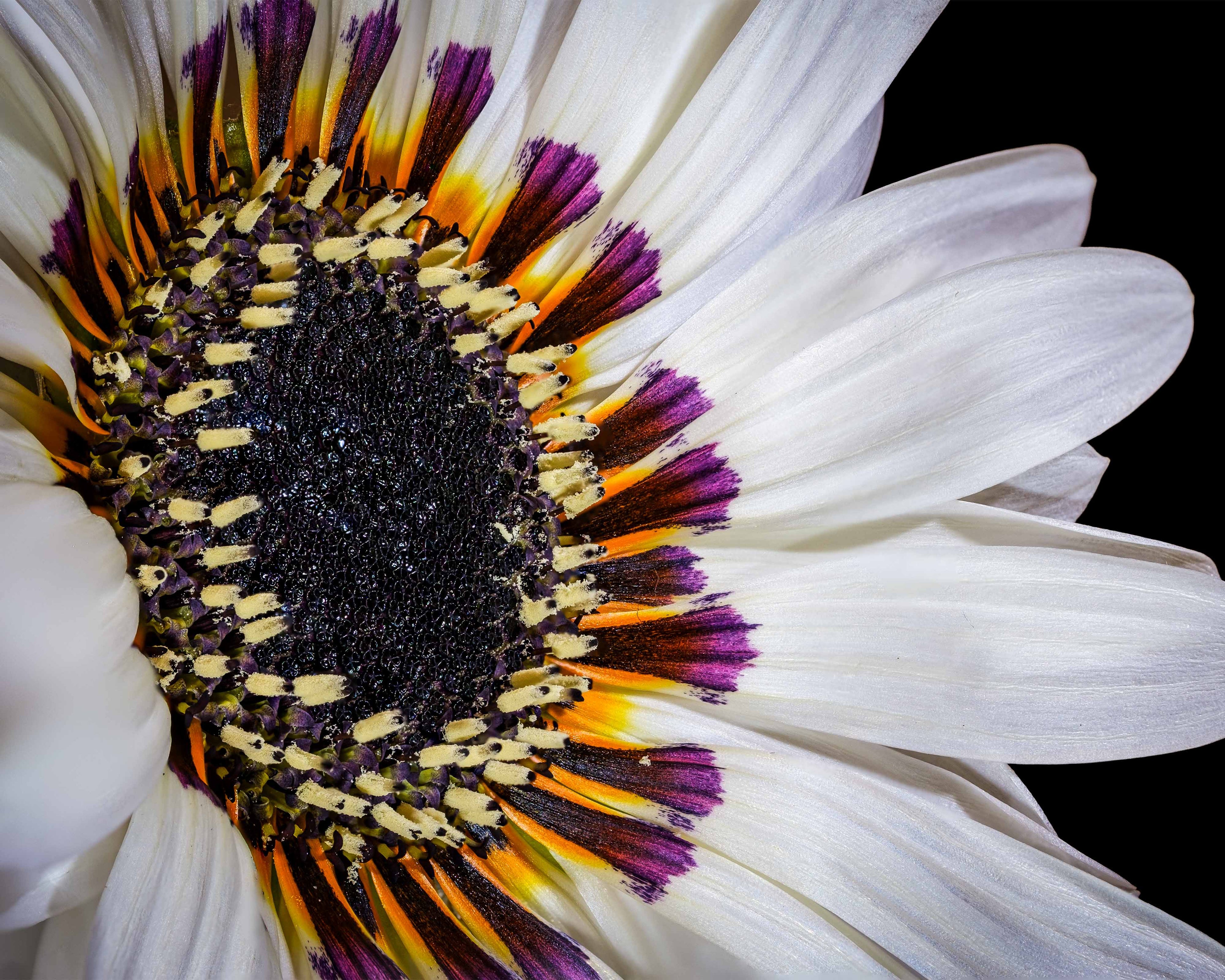 Zulu Prince Daisy - Fine Art Print