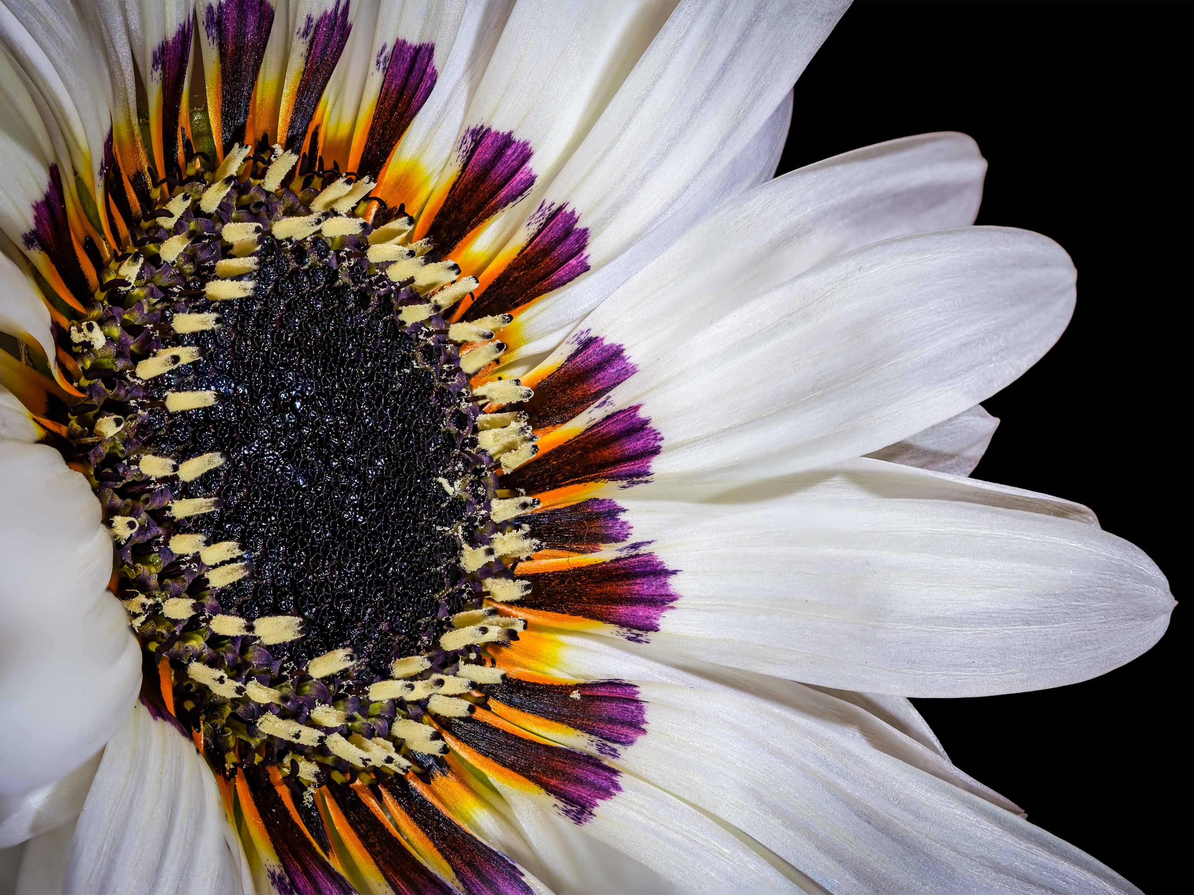 Zulu Prince Daisy - Fine Art Print