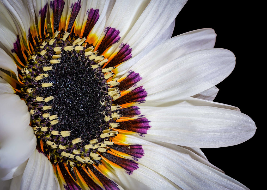 Zulu Prince Daisy - Fine Art Print
