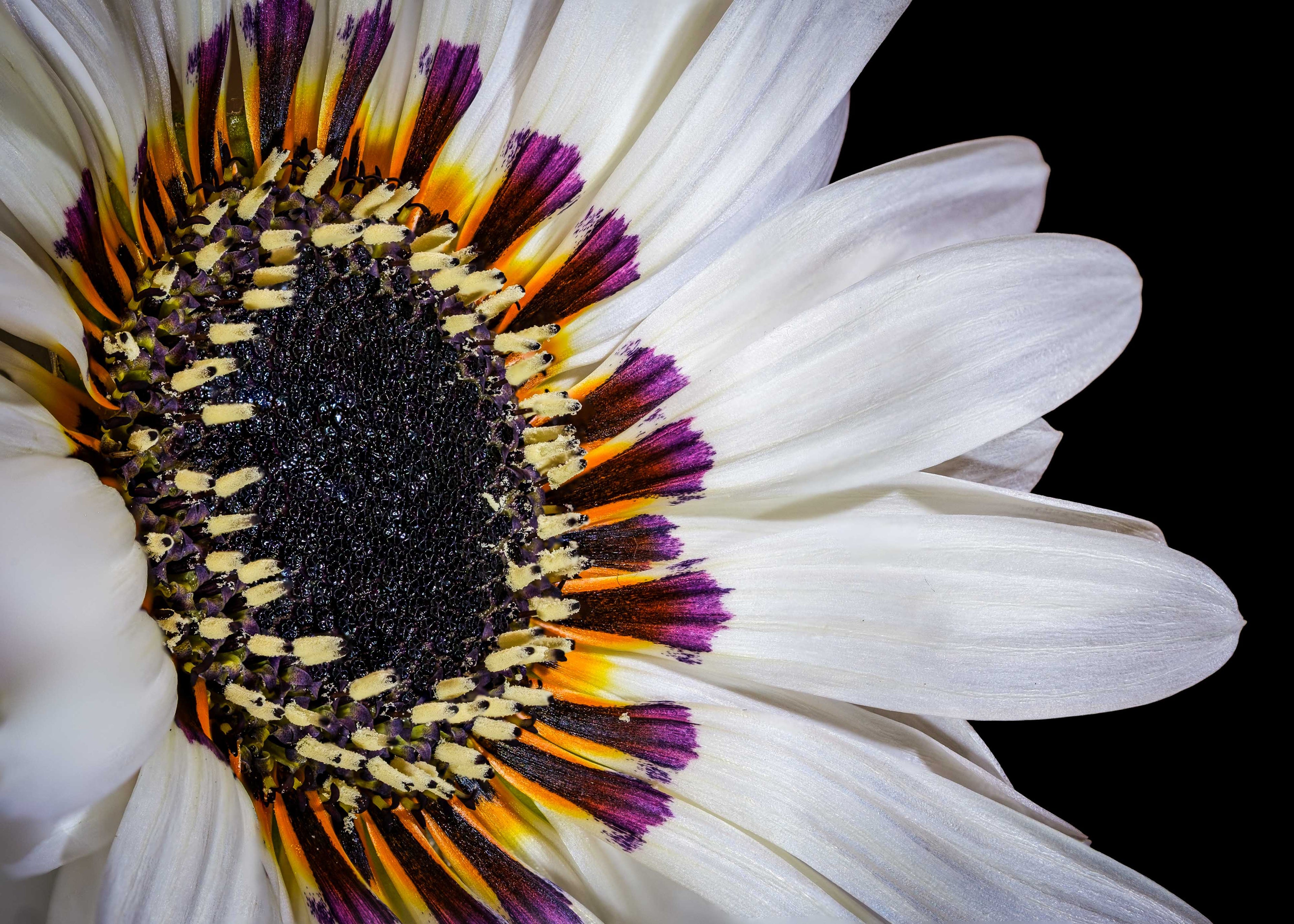 Zulu Prince Daisy - Fine Art Print