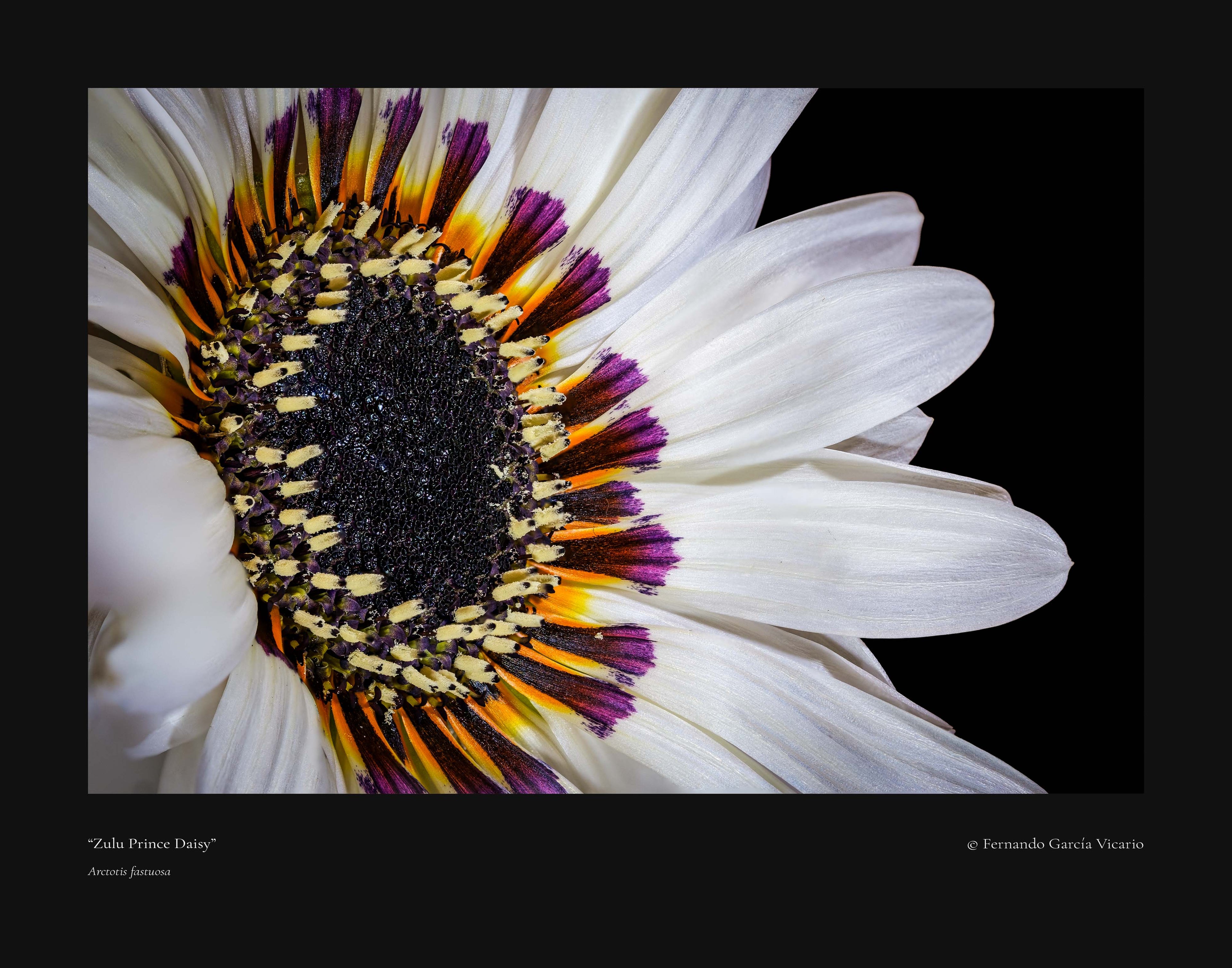 Zulu Prince Daisy - Fine Art Print