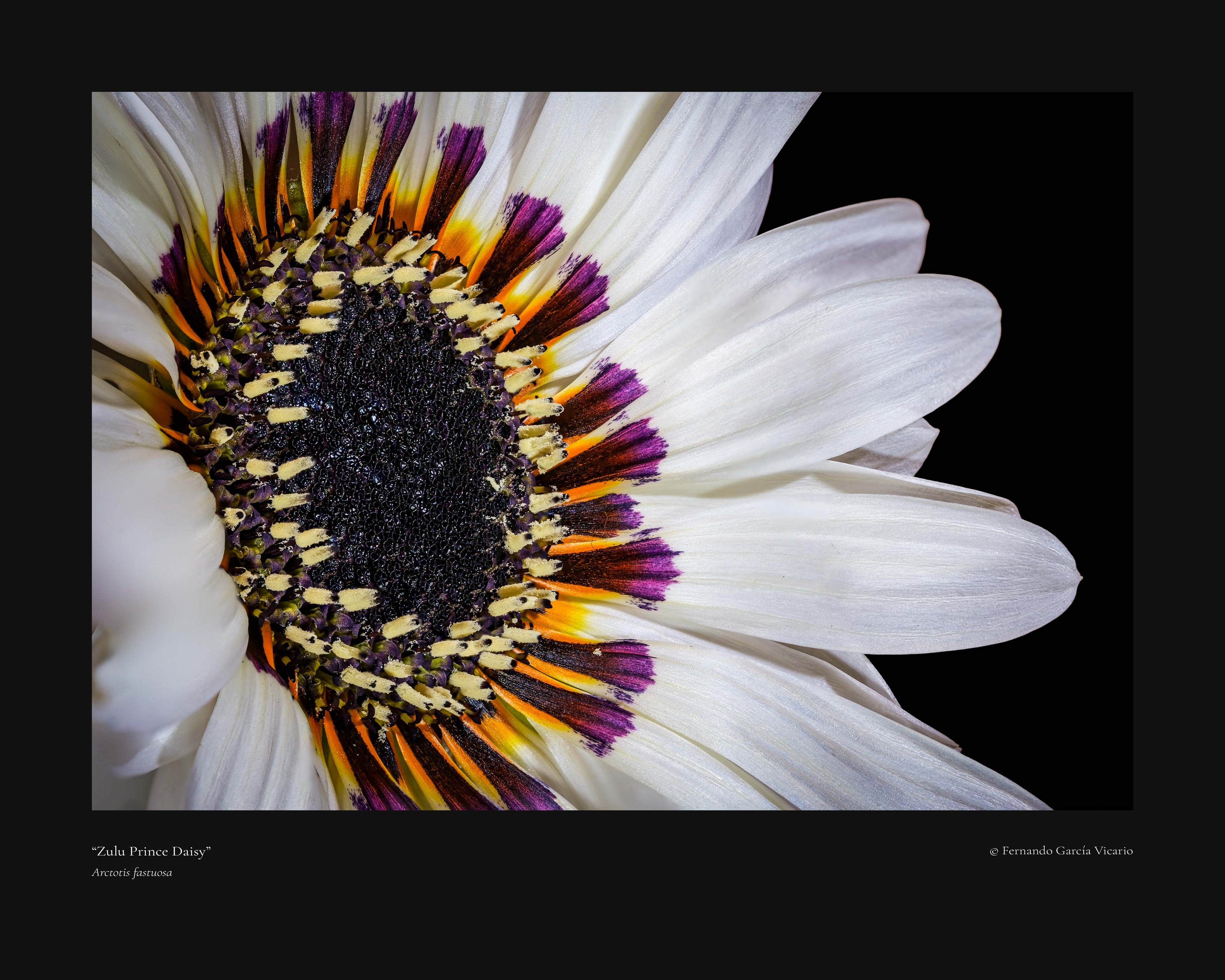 Zulu Prince Daisy - Fine Art Print