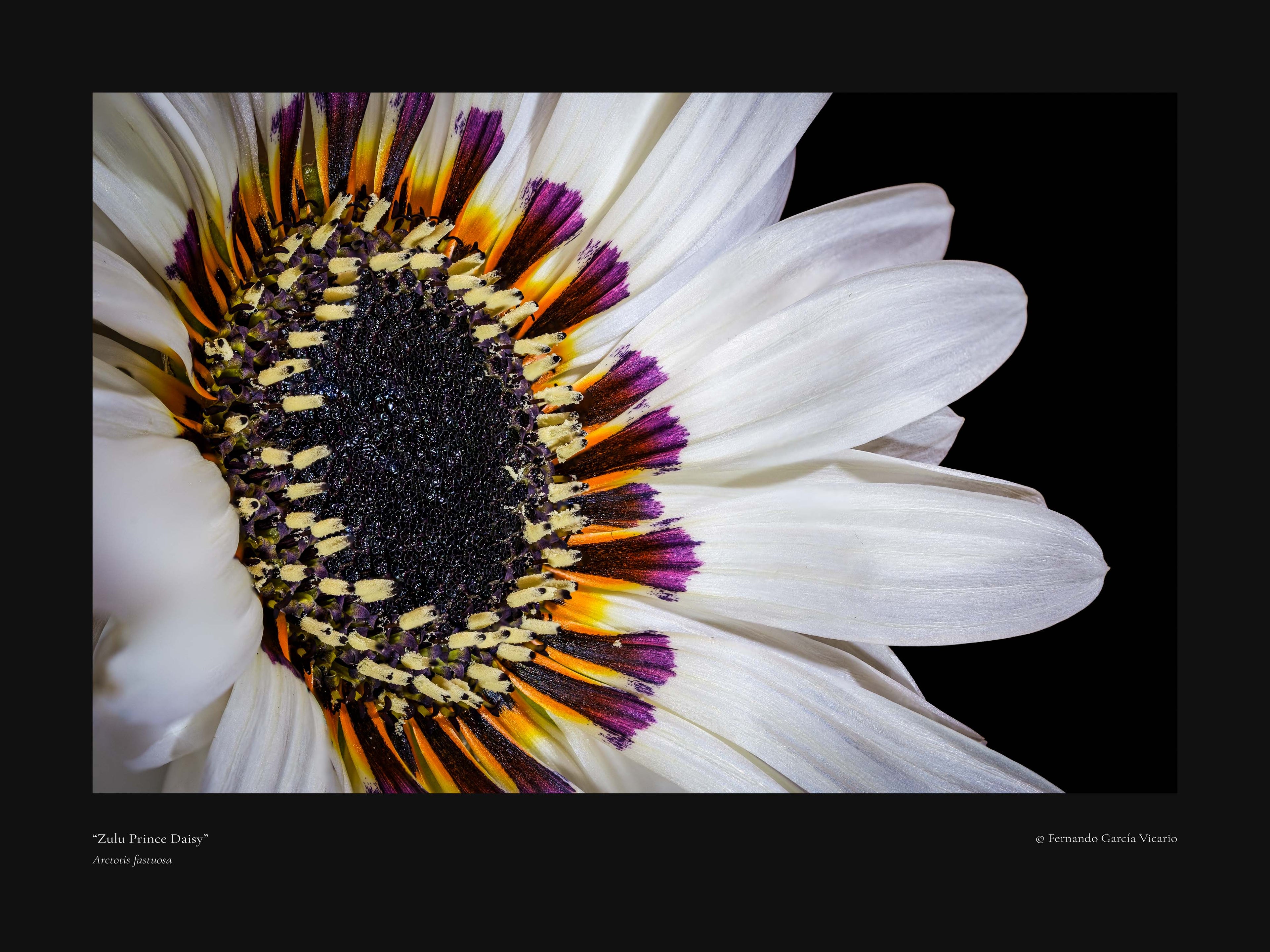 Zulu Prince Daisy - Fine Art Print