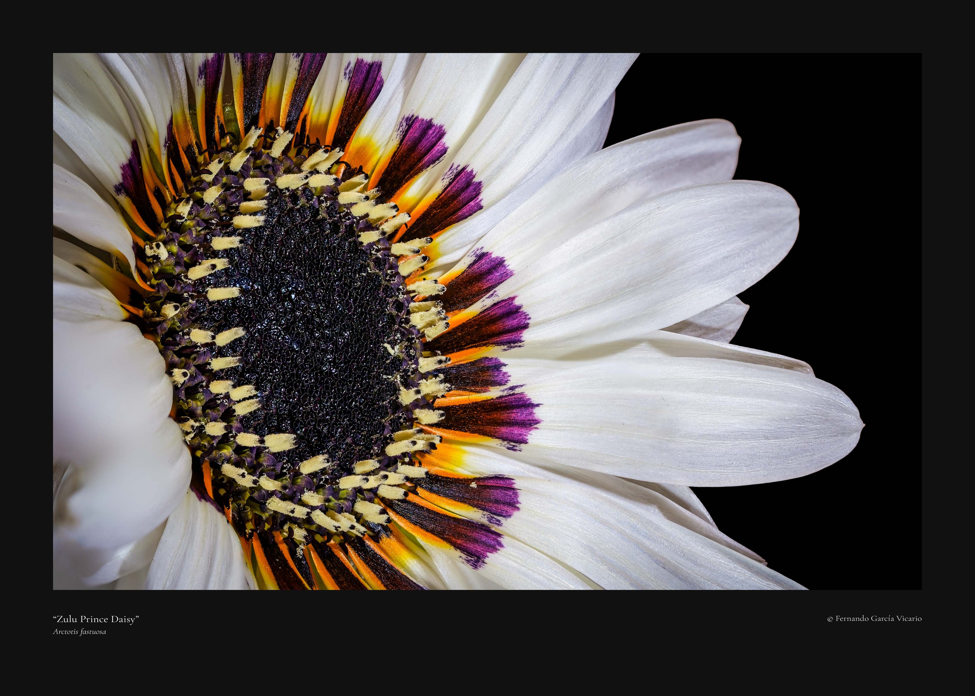 Zulu Prince Daisy - Fine Art Print