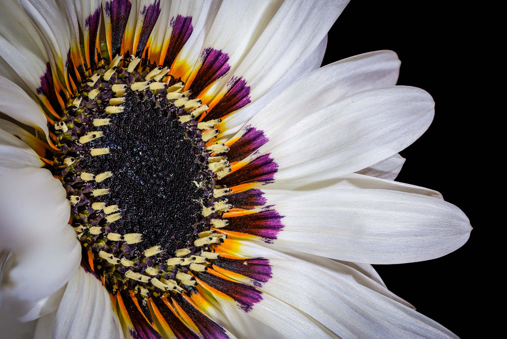 Zulu Prince Daisy - Fine Art Print