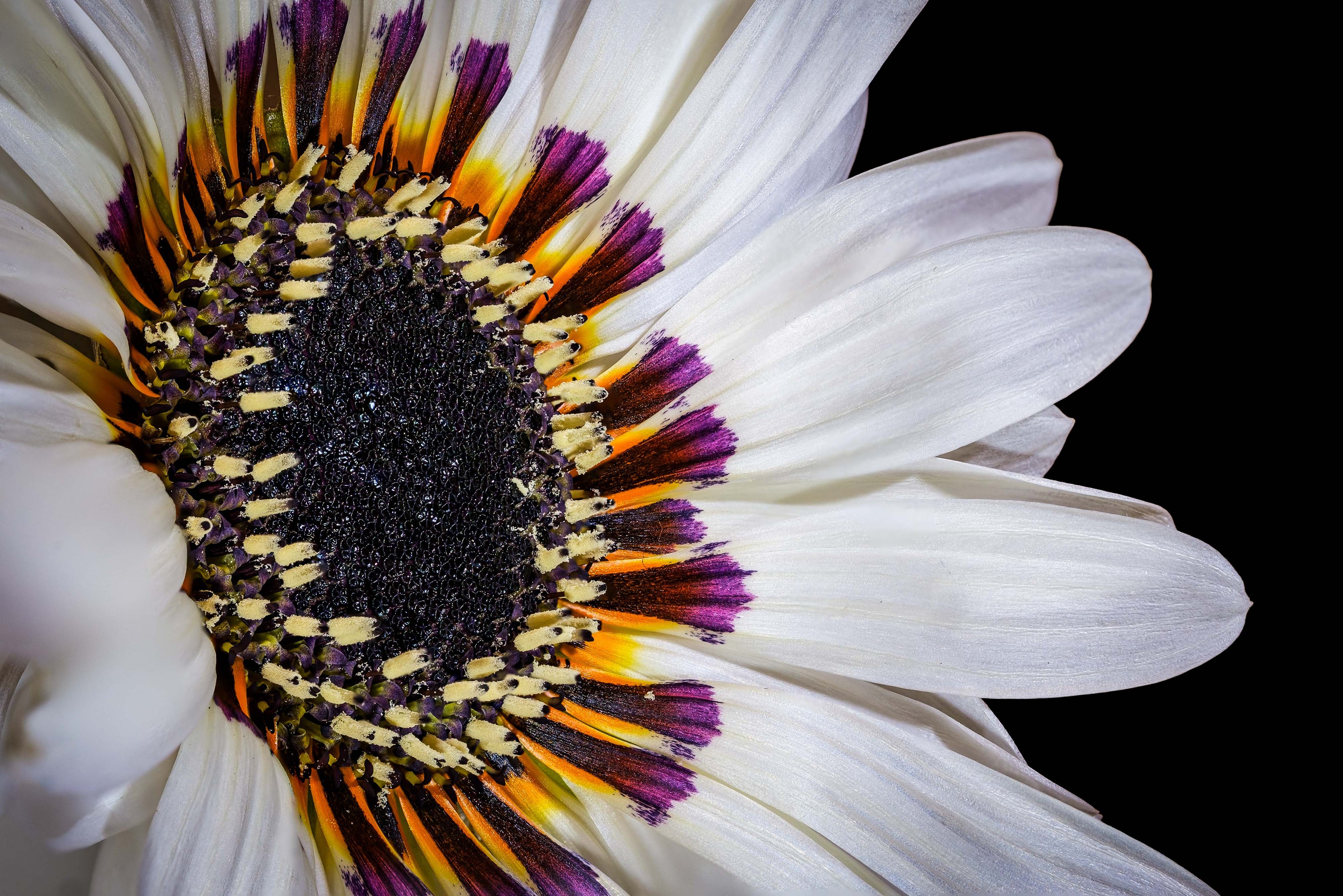 Zulu Prince Daisy - Fine Art Print